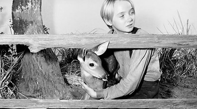 the_yearling_photo_2-1016695944.jpg