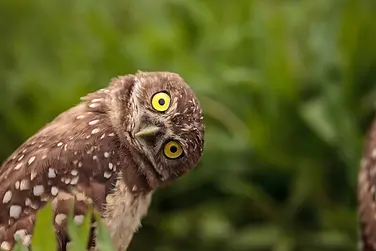 owl.webp