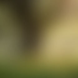 Exploring Nature-Based Learning at Nature's Haven Kindergarten in Denmark