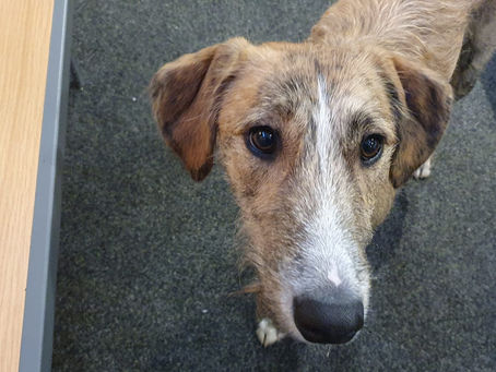 Woof Woof Woof Merry Christmas