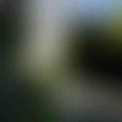 Groene oase met bomen en wandelaars in het hart van Tokyo