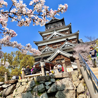 Traditioneel Japans kasteel tussen kersenbloesems tegen blauwe hemel