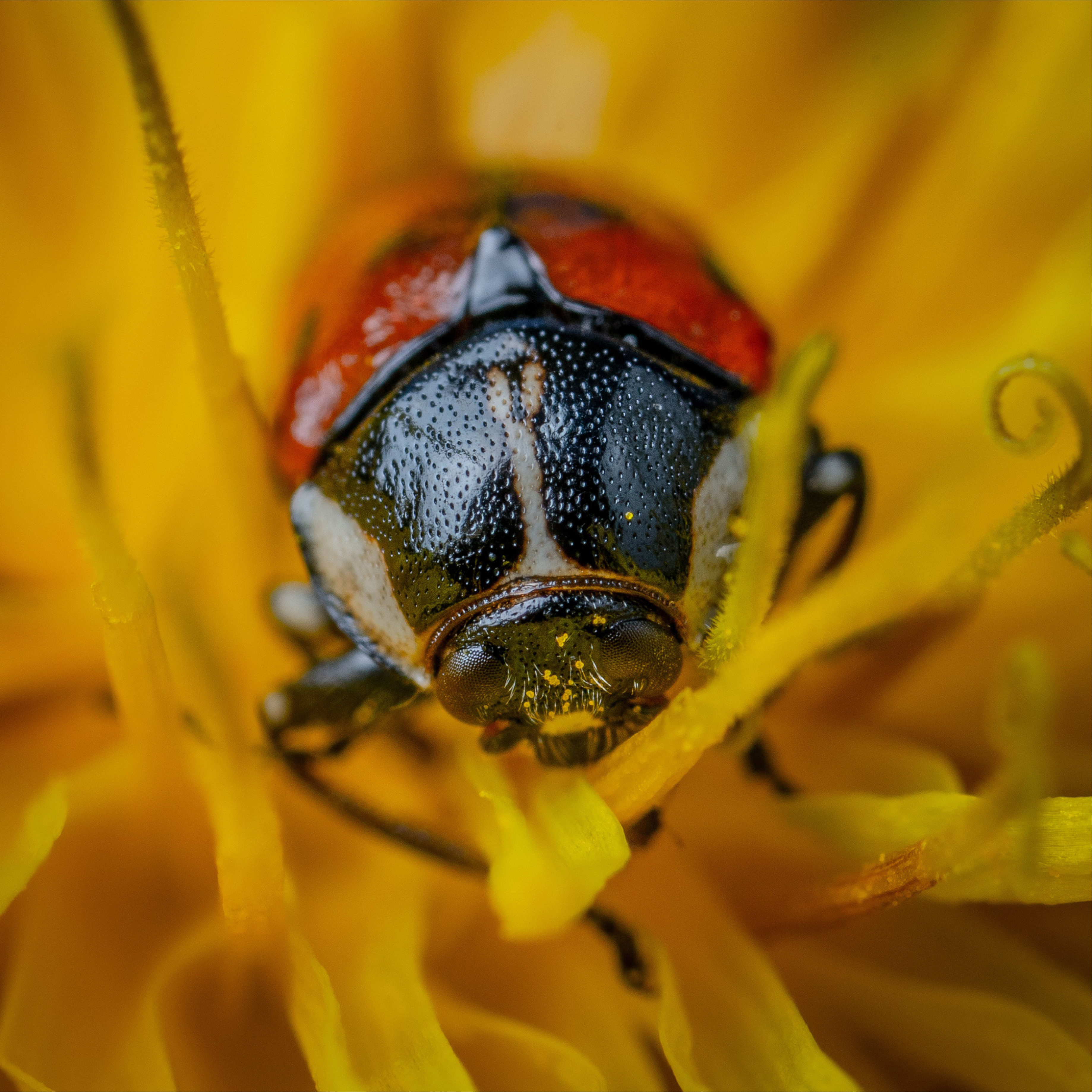 Lady Bug Wooden Puzzle
