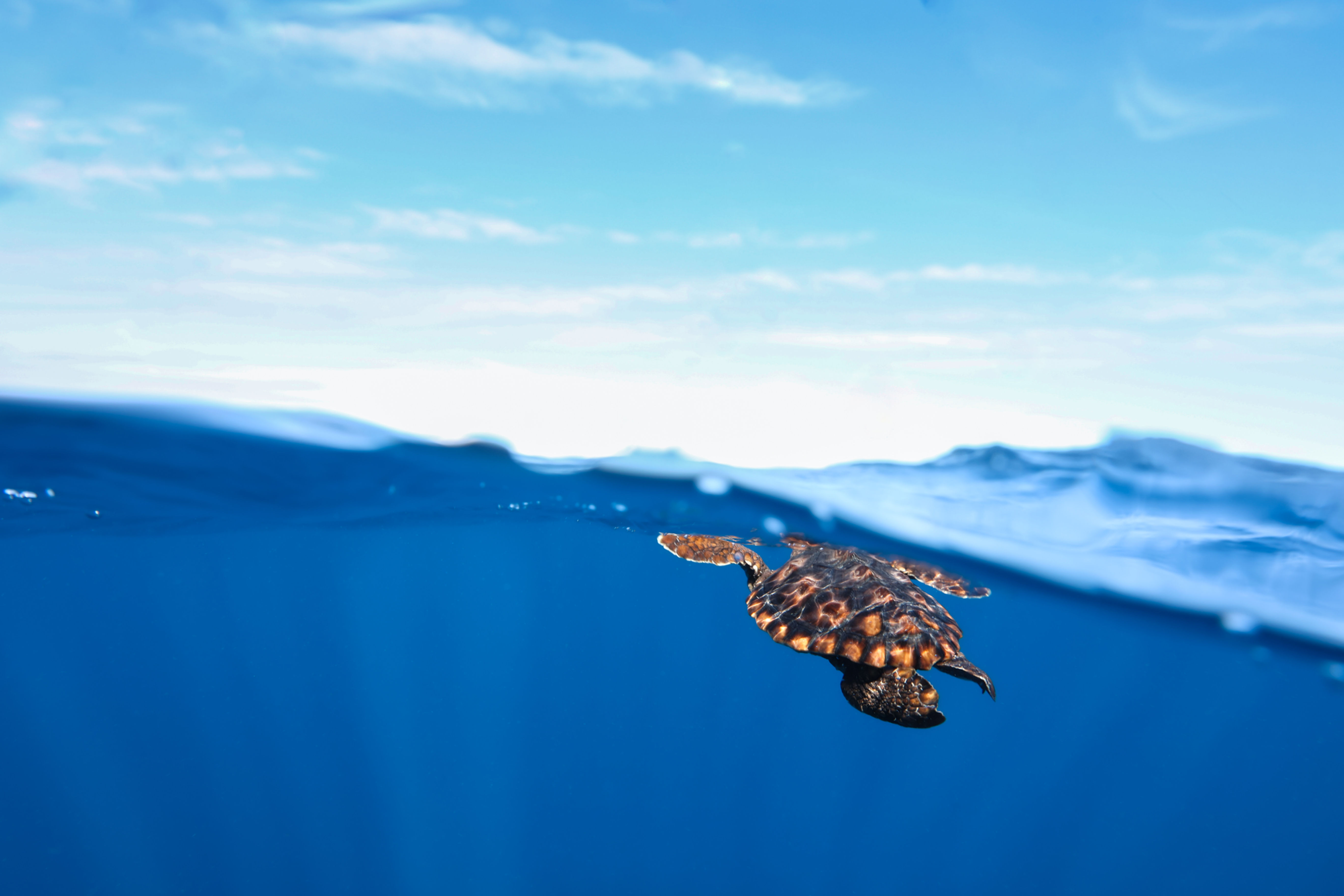 The Big Blue Wooden Puzzle