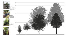 Proposed Trees for the site