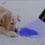 Thumbnail: Pet Urine Detector Torch