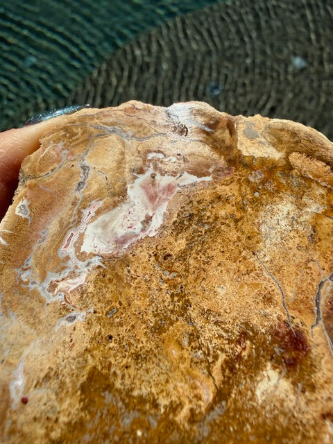 Thumbnail: Petrified Wood