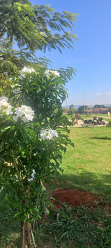 Arbusto com flores brancas 