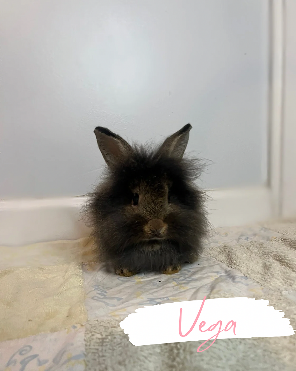 Vega