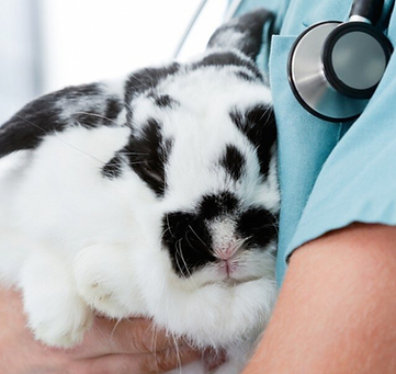Rabbit Savvy vets.png