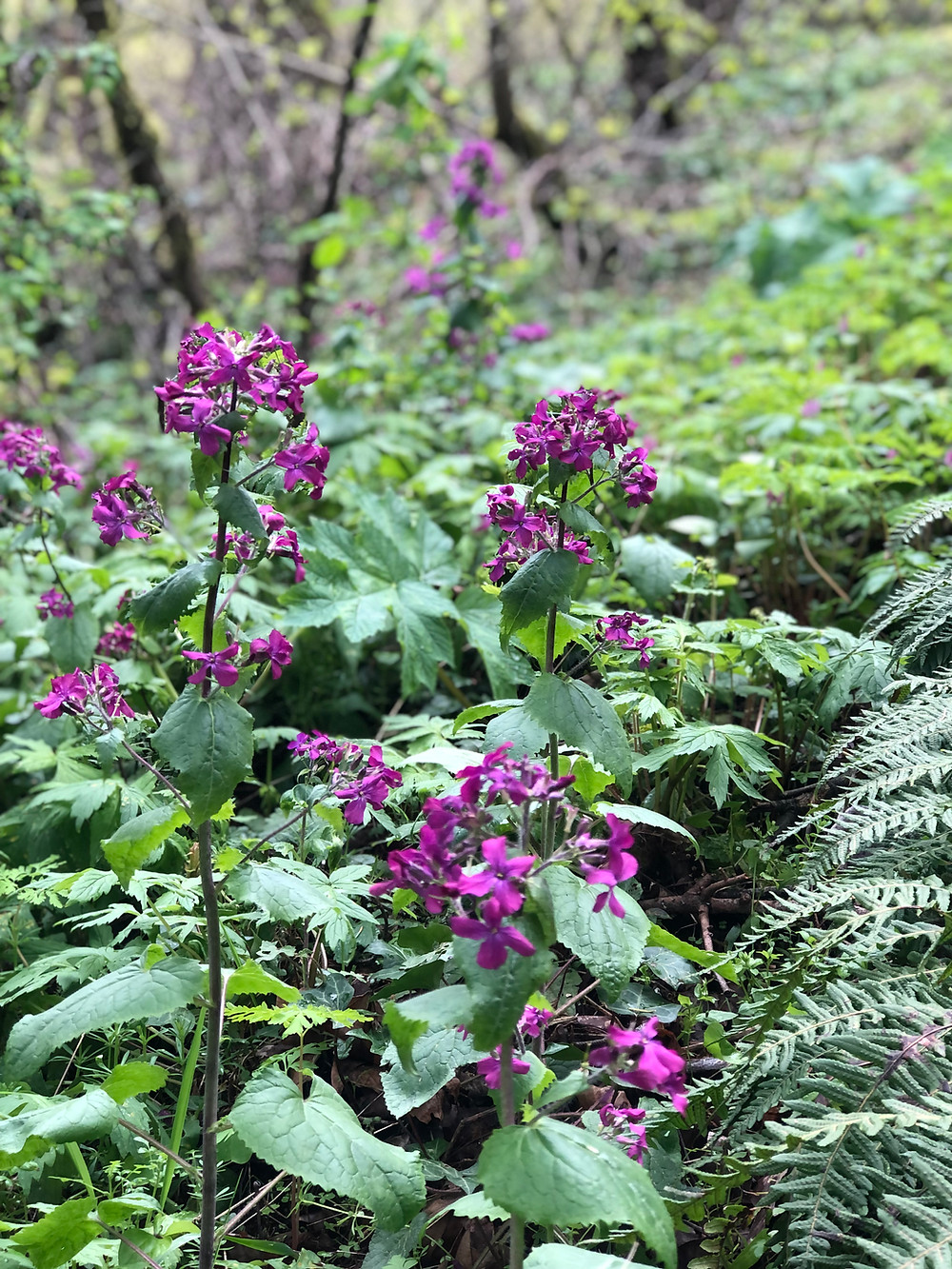 phlox flowers, how nature invites us into the sacred book club May 2022
