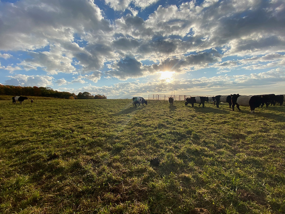 Stony Creek Farmstead field in the Western Catskills, New York