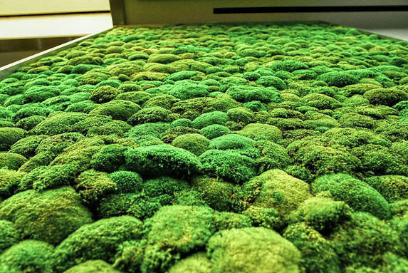 Preserved-mosses-1024x684.jpeg