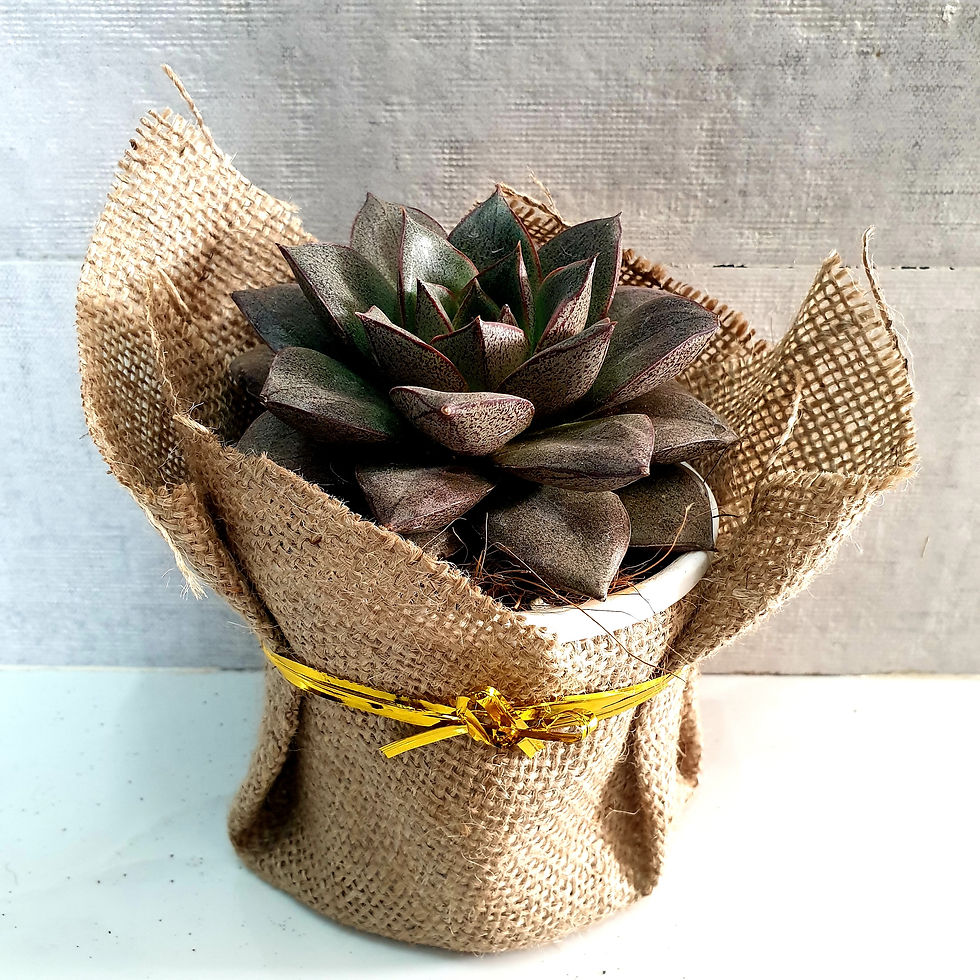 Thumbnail: Echeveria Dionysos 'Purple Lotus' - Big Succulent