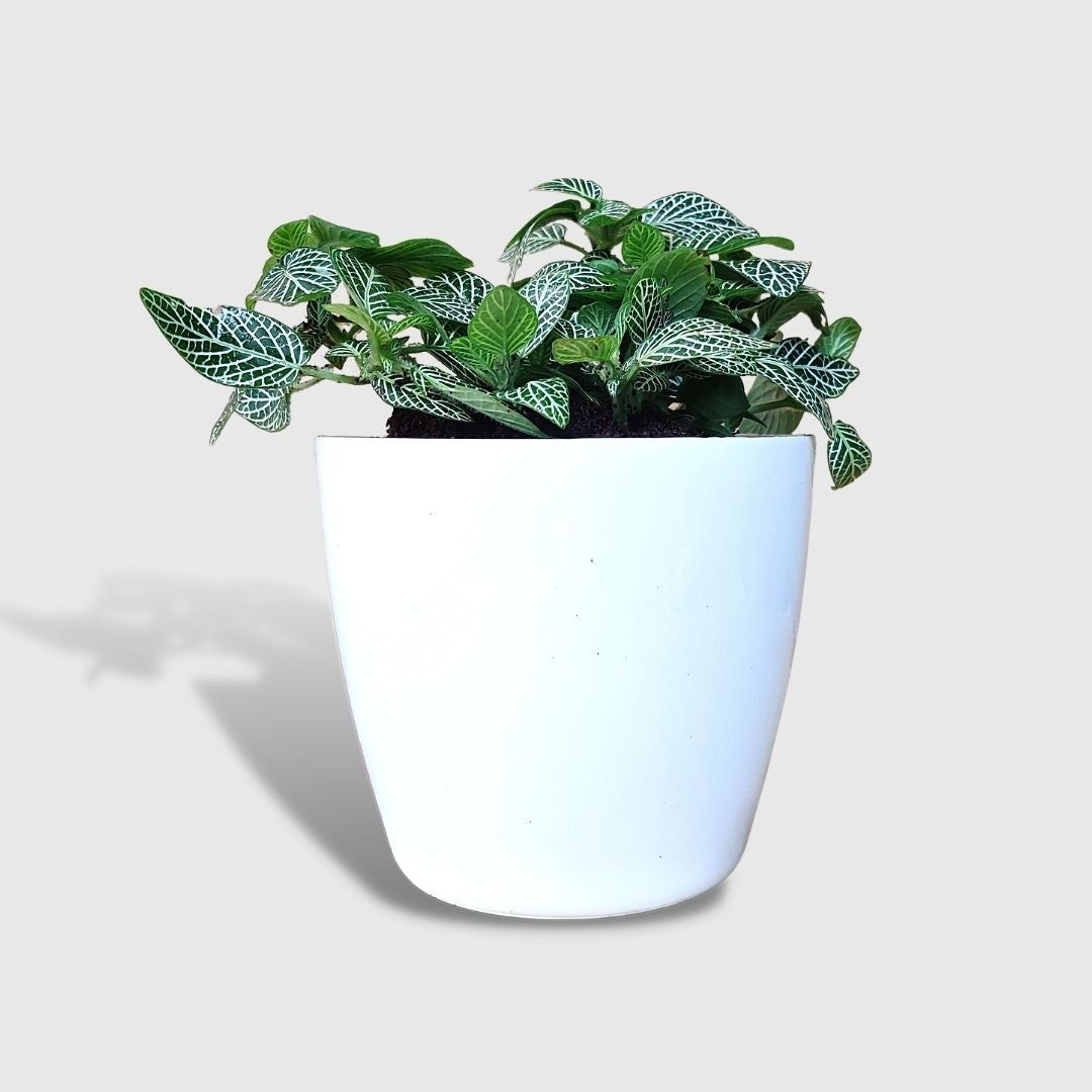 Nerve Plant - Fittonia