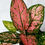 Thumbnail: Aglaonema Lady Valentine Plant