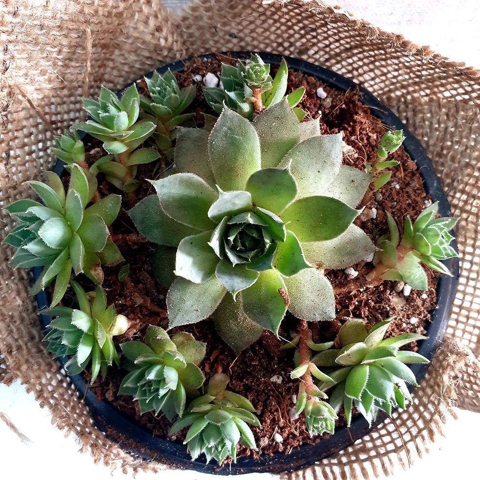 Hen and Chicks - Sempervivum tectorum - Big Succulent