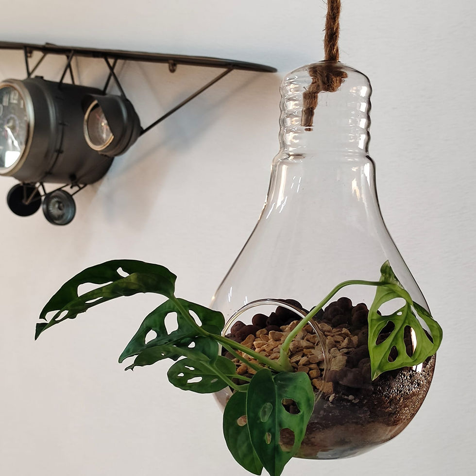 Thumbnail: Monstera Adansonii Terrariums - Bulb