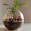 Thumbnail: Bamboo Palm Terrariums