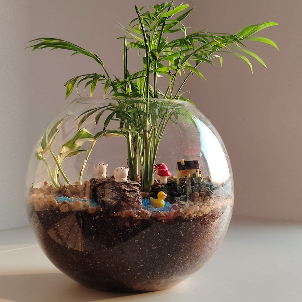 Thumbnail: Bamboo Palm Terrariums