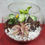 Thumbnail: Glass Bowl Terrarium - 8 inch
