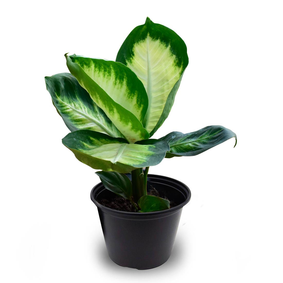 Dieffenbachia Plant