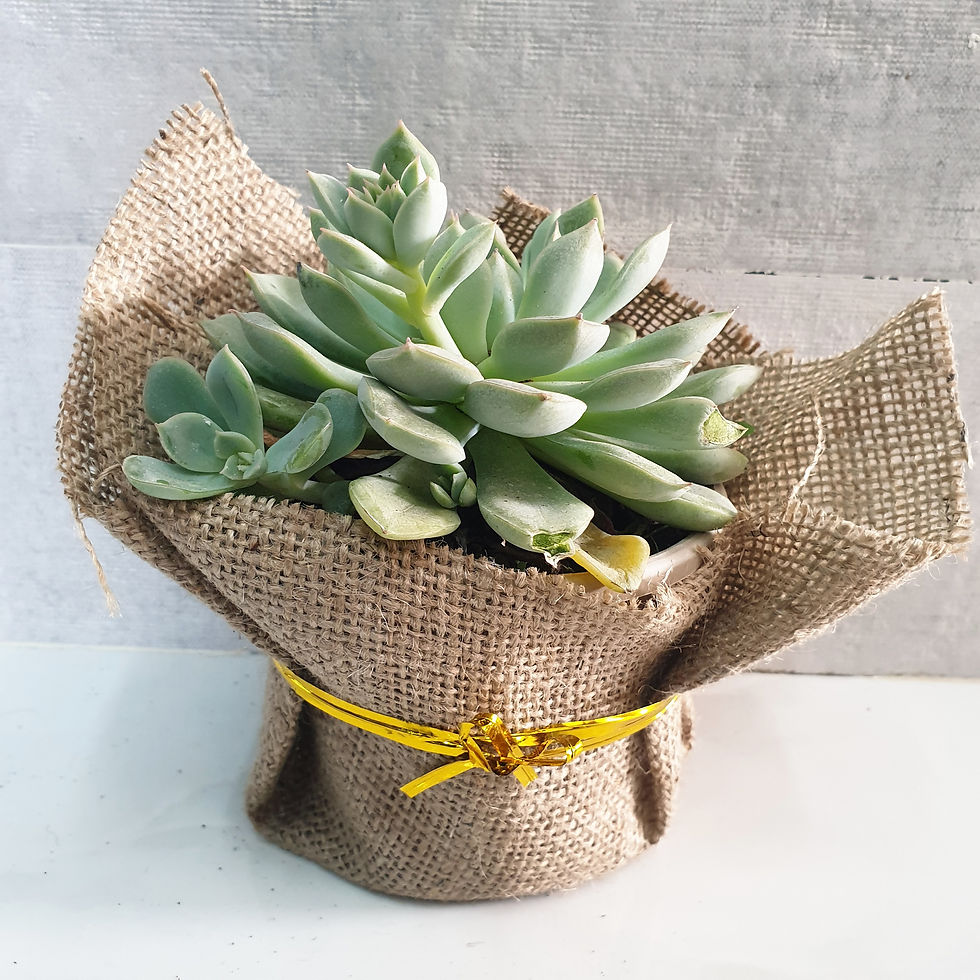 Thumbnail: Echeveria 'Moon Glow' - Big Succulent