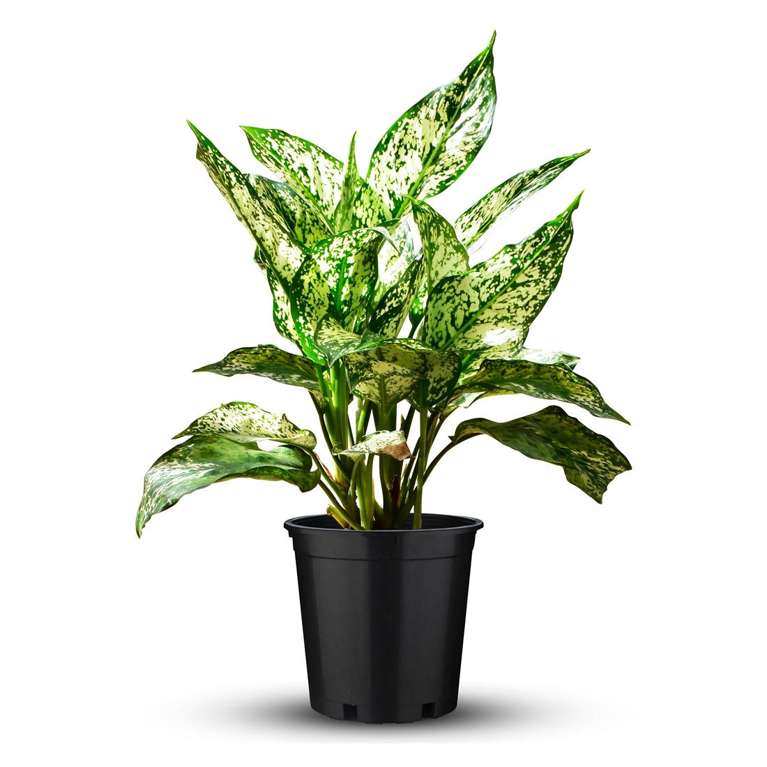 Aglaonema Snow White Plant