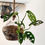 Thumbnail: Monstera Adansonii Terrariums - Flask