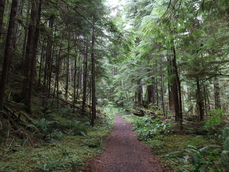 Hiking Along the Quilcene River in Washington