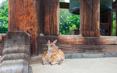 Biche à Nara