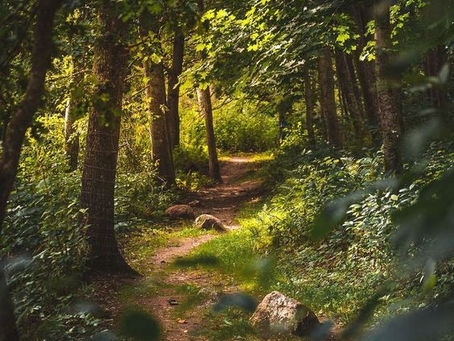 Symbolisme de la forêt - sanctuaire et inconscient