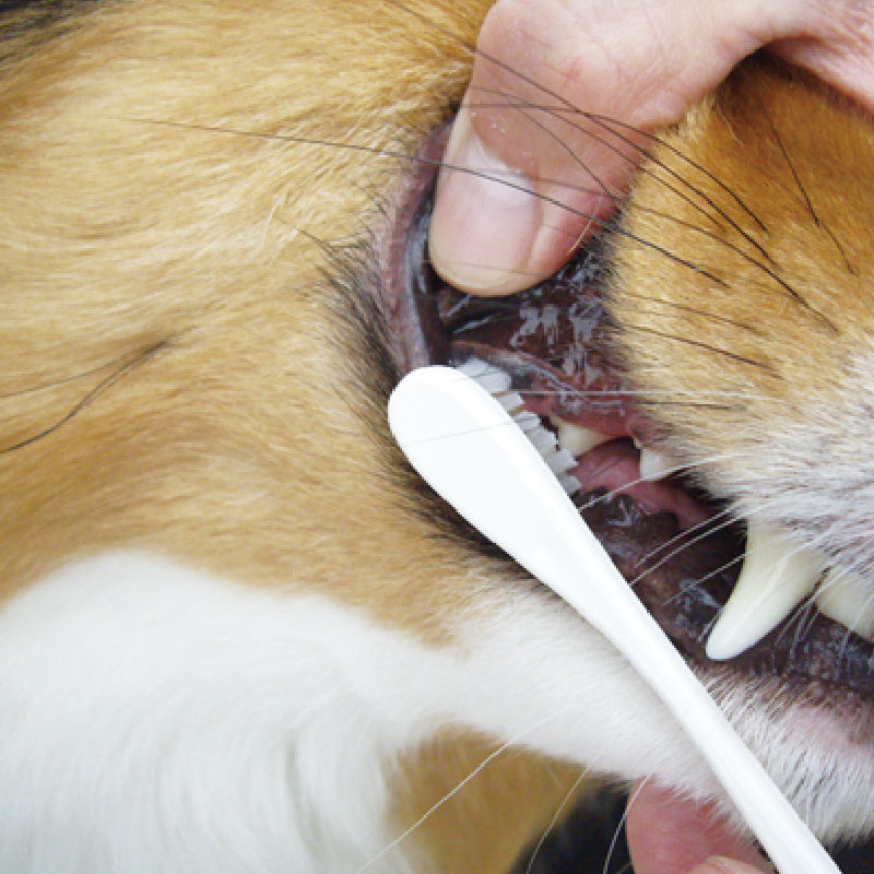 Thumbnail: Mind Up 犬用牙刷(大型刷頭) #M5