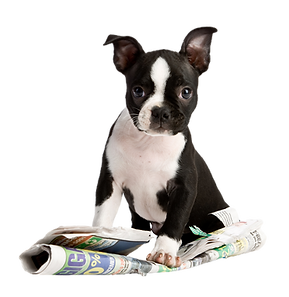 Puppy Play_edited.png