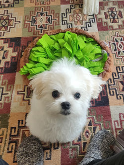 IMG_20220408_162509__01