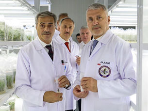 High-Yield Plants Produced at SATSO Tissue Culture Laboratory