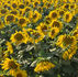 SUBÜ Project to Shorten Sunflower Breeding Time