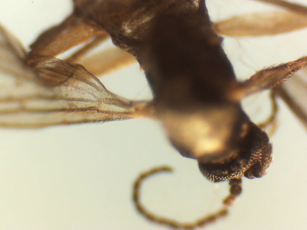 unknown small winged insect