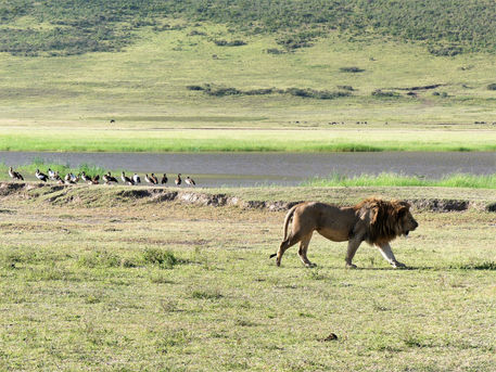 La Tanzanie : un safari grandeur nature.