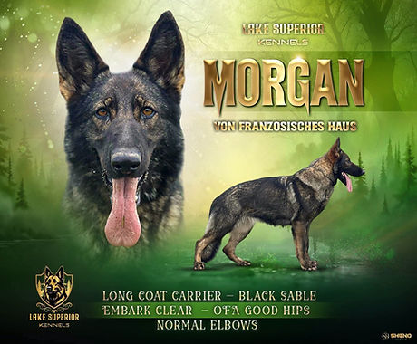 Morgan Ad.jpg
