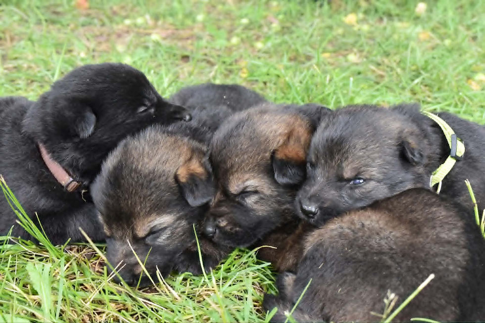 All Males 3 Weeks