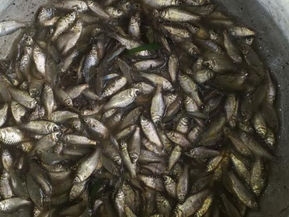 This Tripuri Recipe Requires Fish To Be Buried In The Ground For One Month