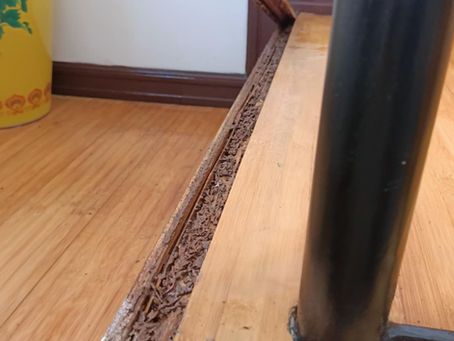 Termite Treatment Done in Roseville - Dasma