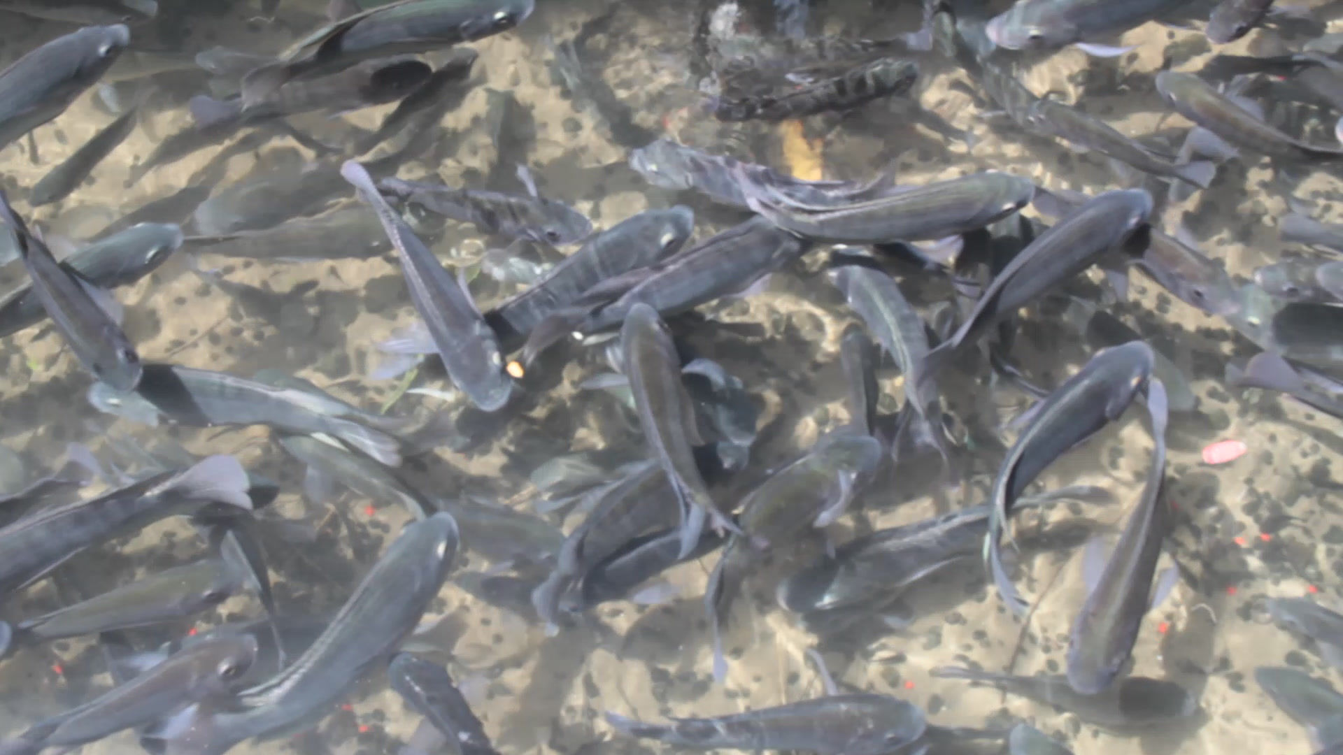 25 Blue Tilapia fingerlings