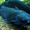 Thumbnail: 10 Blue Channel Catfish 