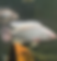 25 White Nile Tilapia 