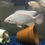 Thumbnail: Larger quantities of White Nile Tilapia Fingerlings