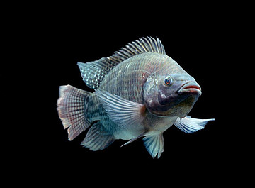 Writer: Nature Coast Tilapia 