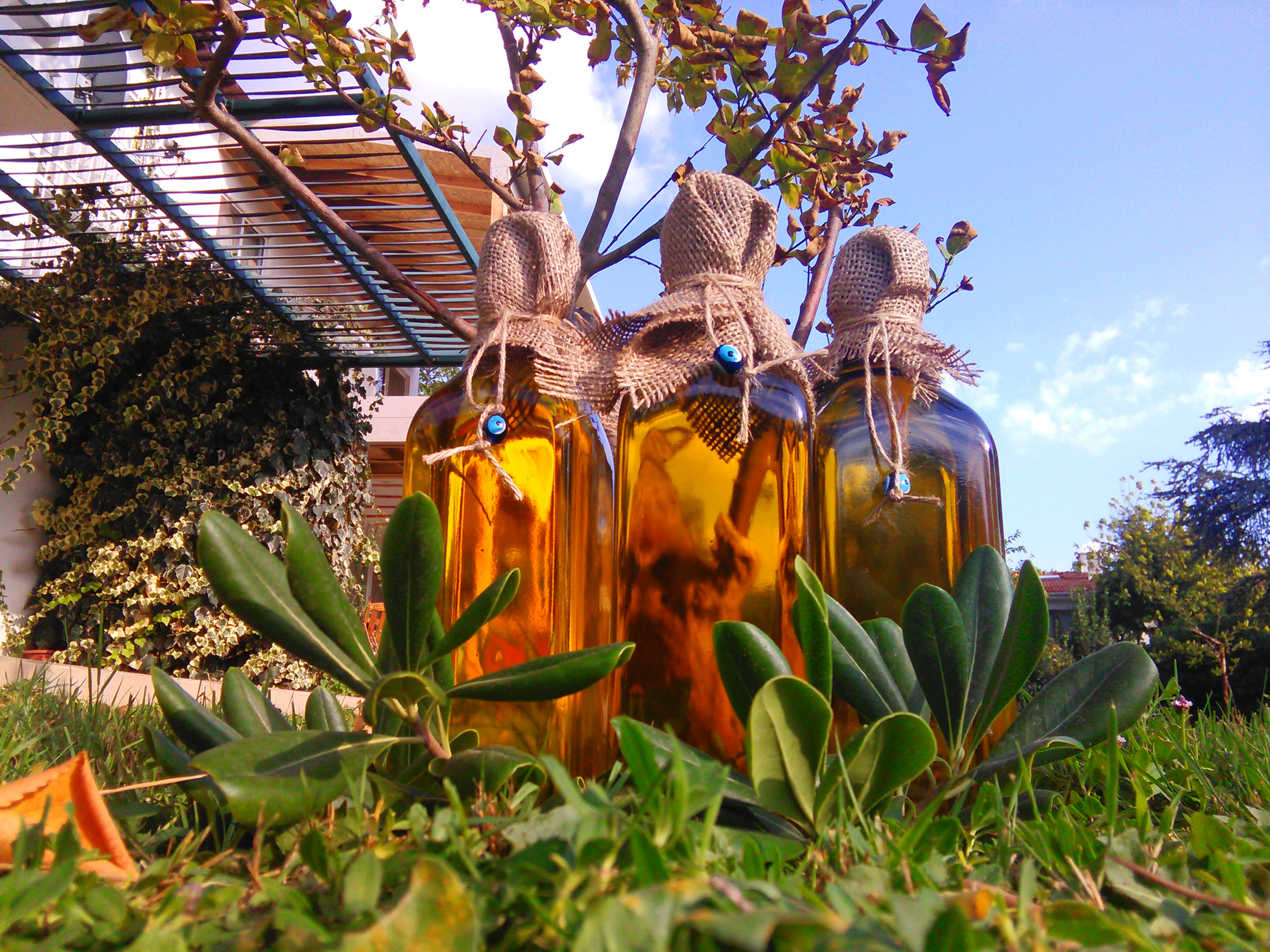 Zeytin Yağı
