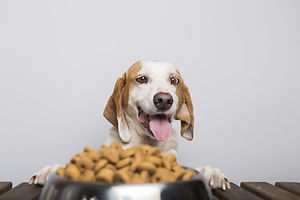 hungry-white-brown-dog-with-big-ears-brown-eyes-ready-eat-bowl-full-food.jpg